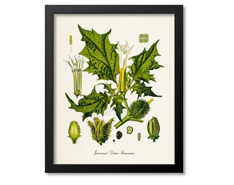 Jimsonweed Botanical Print, Jimsonweed Botanical Art Print, Jimsonweed Wall Art, Medicinal Plant, Poison Plant, Datura Stramonium