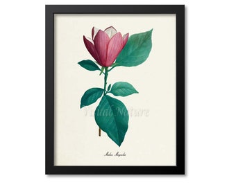Mulan Magnolia Flower Art Print, Botanical Art Print, Flower Wall Art, Flower Print, Floral Print, red, Magnolia liliiflora