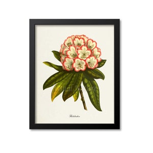 Rhododendron Flower Art Print, Botanical Art Print, Flower Wall Art, Flower Print, Floral Print, Home Decor, Rhododendron, white, pink