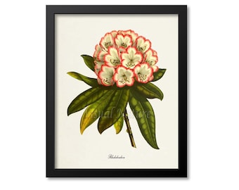 Rhododendron Flower Art Print, Botanical Art Print, Flower Wall Art, Flower Print, Floral Print, Home Decor, Rhododendron, white, pink