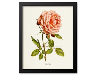 Lyon Rose Flower Art Print, Rose Wall Art, Botanical Art Print, Flower Wall Art, Flower Print, Floral Print, Orange Rose Print