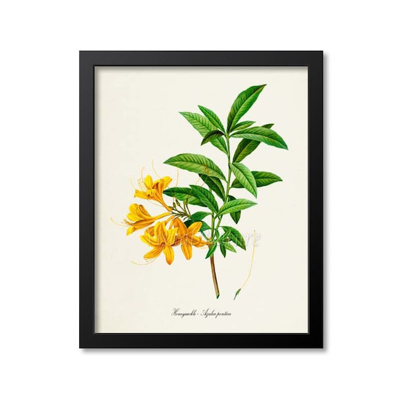 Honeysuckle Flower Art Print, Botanical Art Print, Flower Wall Art, Flower Print, Floral Print, Yellow Flower, Azalea pontica