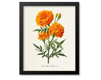 Aztec Marigold Botanical Print, Marigold Botanical Art Print, Marigold Wall Art, Marigold Decor, Flower Art Print, Tagetes erecta