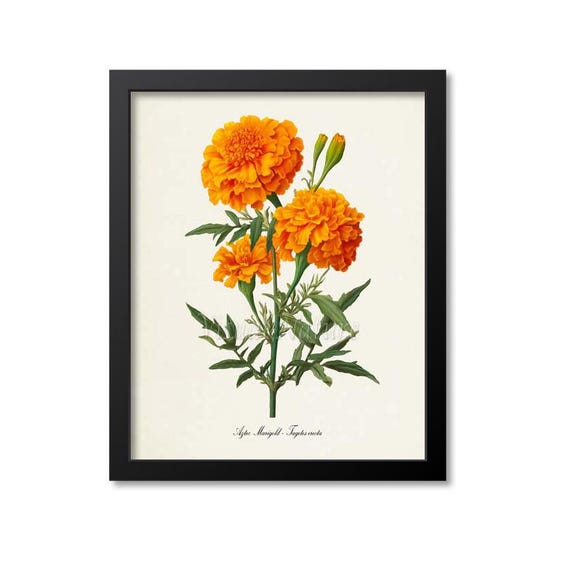 画材 marigolds Aztec Marigold Botanical Print, Marigold Botanical Art Print