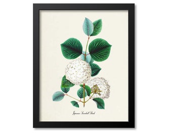 Japanese Snowball Bush Flower Art Print, Botanical Art Print, Flower Wall Art, Flower Print, Floral Print, white