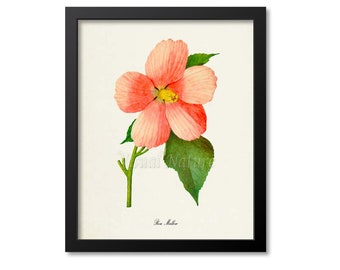 Rose Mallow Flower Art Print, Botanical Art Print, Flower Wall Art, Flower Print, Pink Flower Art Print, Home Decor, Hibiscus