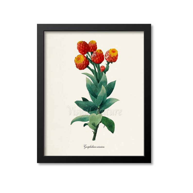Gnaphalium eximium Flower Art Print, Botanical Art Print, Flower Wall Art, Flower Print, Floral Print, Redoute,red,green, Gnaphalium eximium image 1