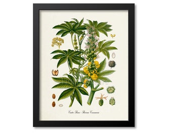 Castor Bean Botanical Print, Castor Oil Botanical Art Print, Castor Bean Wall Art, Castor Bean Decor, Ricinus Communis