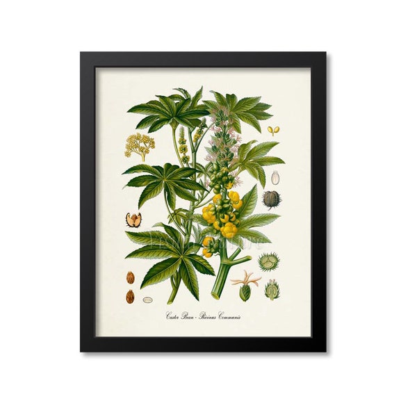 Castor Bean Botanical Print, Castor Oil Botanical Art Print, Castor Bean Wall Art, Castor Bean Decor, Ricinus Communis