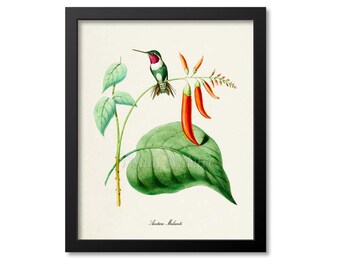 Acestura Mulsanti Hummingbird Print, Bird Art Print, Bird Art, Bird Poster, Floral Art, Flower Art, Garden, Hummingbird Art, green, pink