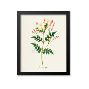 Spanish jasmine Flower Art Print,Royal jasmine,Catalan jasmine,Botanical Art Print,Flower Print,Redoute Art,pink white,Jasminum grandiflorum