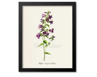 Bellflower Flower Art Print, Bellflower Botanical Art Print, Wall Art, purple, Campanula Trachelium