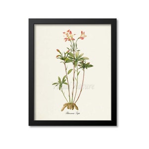Lily of the Incas Flower Art Print, Lily Art Print, Botanical, Flower Wall Art, Flower, Floral, Redoute, pink, white, Alstroemeria Ligtu