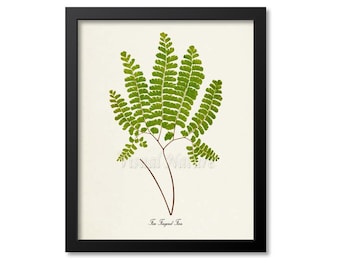 Five Fingered Fern Art Print, Botanical Art Print, Fern Wall Art, Fern Print, Botanical Print, green art print