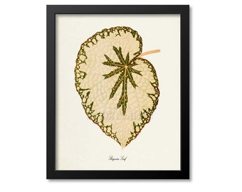 Begonia Leaf Art Print, Begonia Leaf Botanical Art Print, Wall Art, Botanical Print, green leaves
