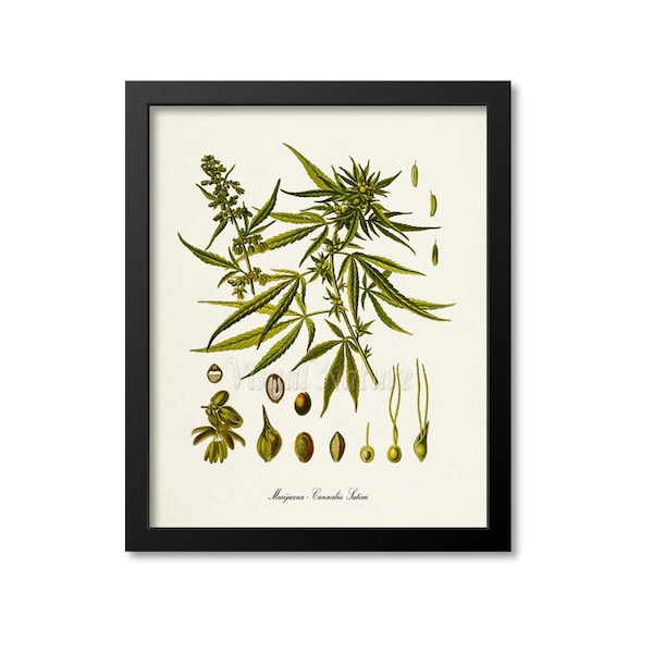 Impresión botánica de marihuana, impresión artística botánica de marihuana, arte mural de planta medicinal de marihuana, impresión de hierba de marihuana, Cannabis sativa