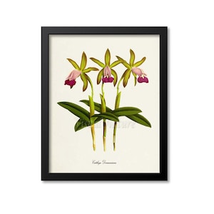 Orchid Cattleya Dormaniana Flower Art Print, Botanical Art Print, Flower Wall Art, Flower Print, Floral Print, Pink Orchid Flower Gift