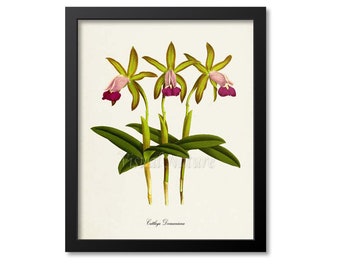 Orchid Cattleya Dormaniana Flower Art Print, Botanical Art Print, Flower Wall Art, Flower Print, Floral Print, Pink Orchid Flower Gift