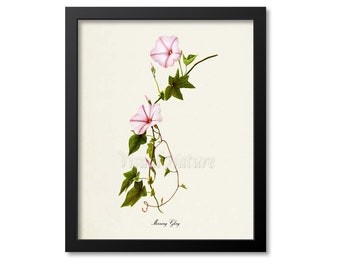 Morning Glory Flower Art Print, Botanical Art Print, Flower Wall Art, Flower Print, Floral Print, Home Decor, pink