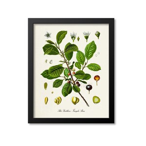 Alder Buckthorn Botanical Print, Alder Buckthorn Botanical Art Print, Alder Buckthorn Wall Art, Alder Buckthorn Decor, Frangula Alnus