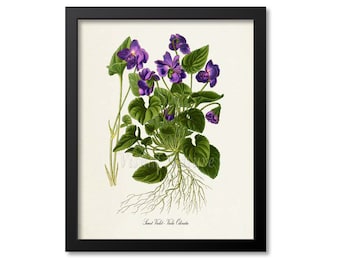 Violet Flower Art Print, Sweet Violet Botanical Art Print, Wall Art, purple, Viola Odorata