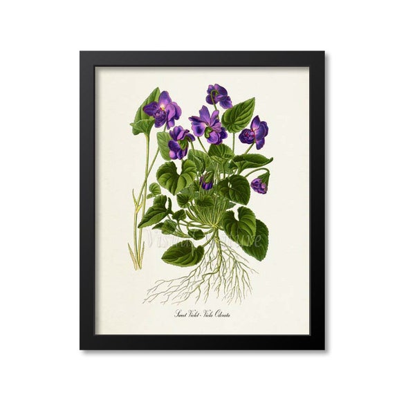 Violet Flower Art Print, Sweet Violet Botanical Art Print, Wall Art, purple, Viola Odorata