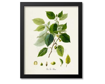 Impression botanique orme, impression d'art botanique orme, art mural orme, cadeau déco orme, impression d'art orme, Ulmus