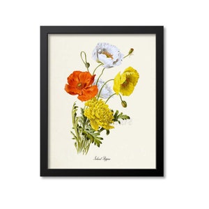 Iceland Poppies Flower Art Print, Botanical Art Print, Flower Wall Art, Flower Print, yellow, white, orange, Flower bouquet