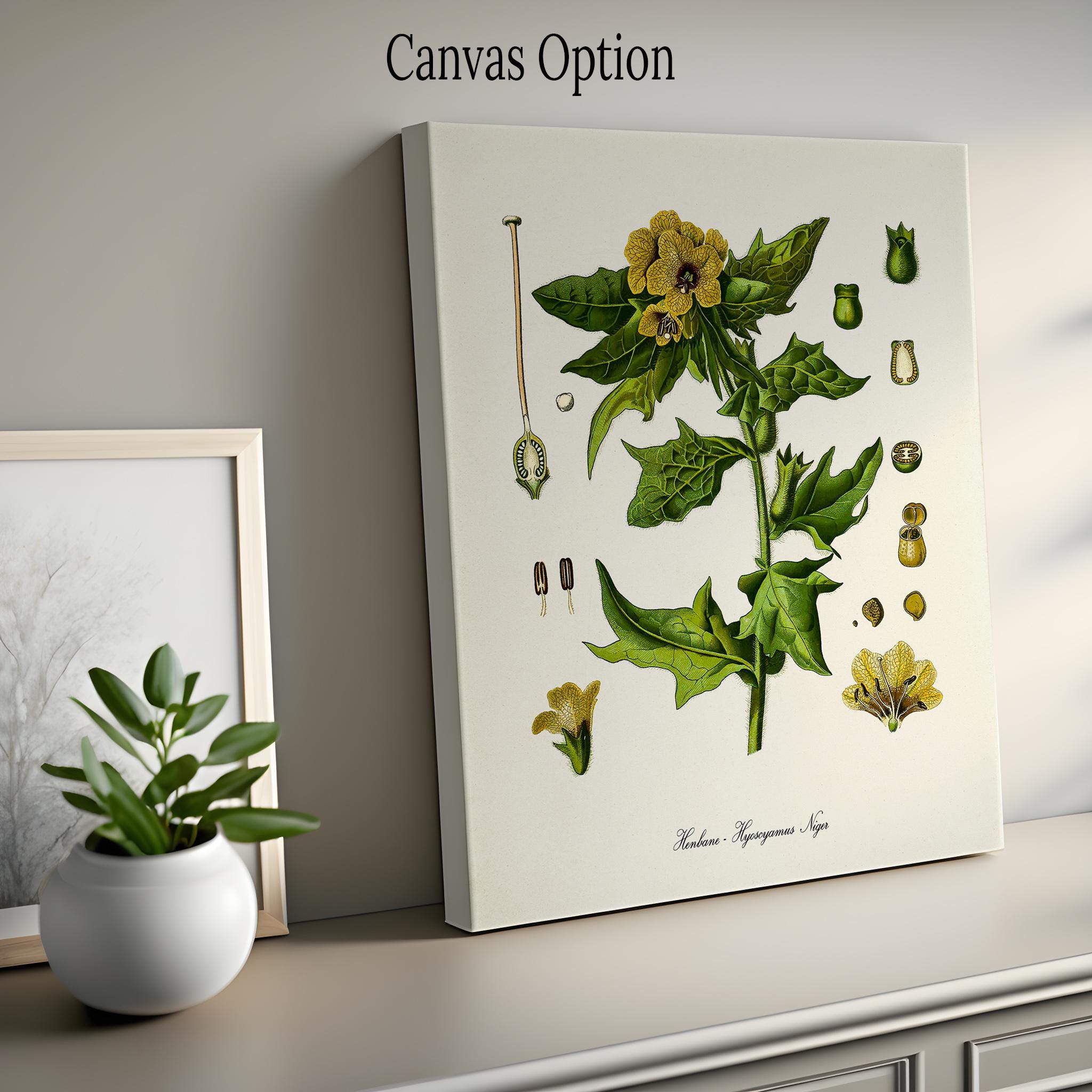 Henbane Botanical Art Print, Stinking Nightshade, Poison