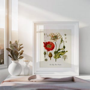 Może przedstawiać: Ilustracja botaniczna w ramie przedstawiająca czerwony i biały mak. Ilustracja jest w białej ramie i ma białe tło. Tekst "Papaver Somniferum" jest wydrukowany pod ilustracją.