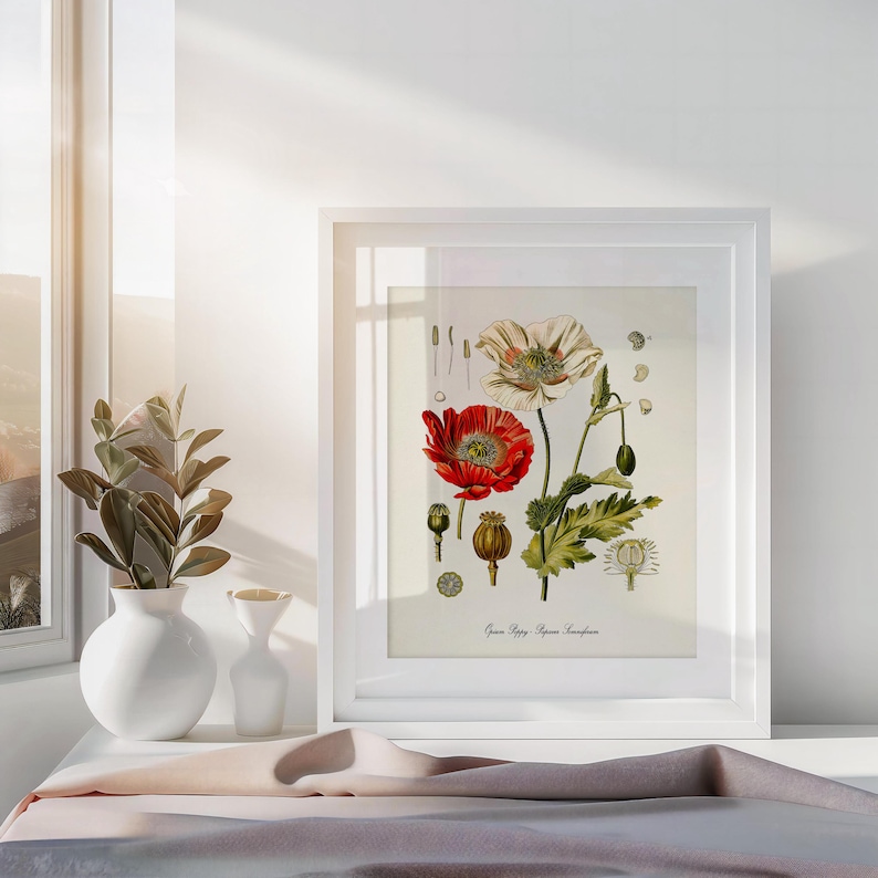 Może przedstawiać: Ilustracja botaniczna w ramie przedstawiająca czerwony i biały mak. Ilustracja jest w białej ramie i ma białe tło. Tekst "Papaver Somniferum" jest wydrukowany pod ilustracją.