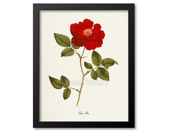 China Rose Flower Art Print, Botanical Art Print, Flower Wall Art, Flower Print, Floral Print, Red Rose Art Print