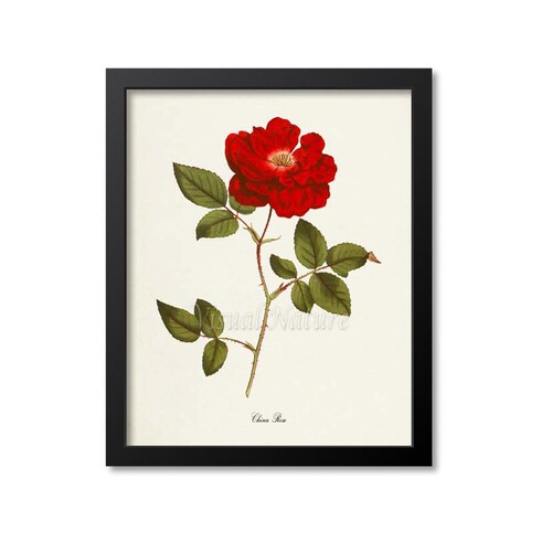 Red Rose Flower Art Print Botanical Art Print Flower Wall Etsy