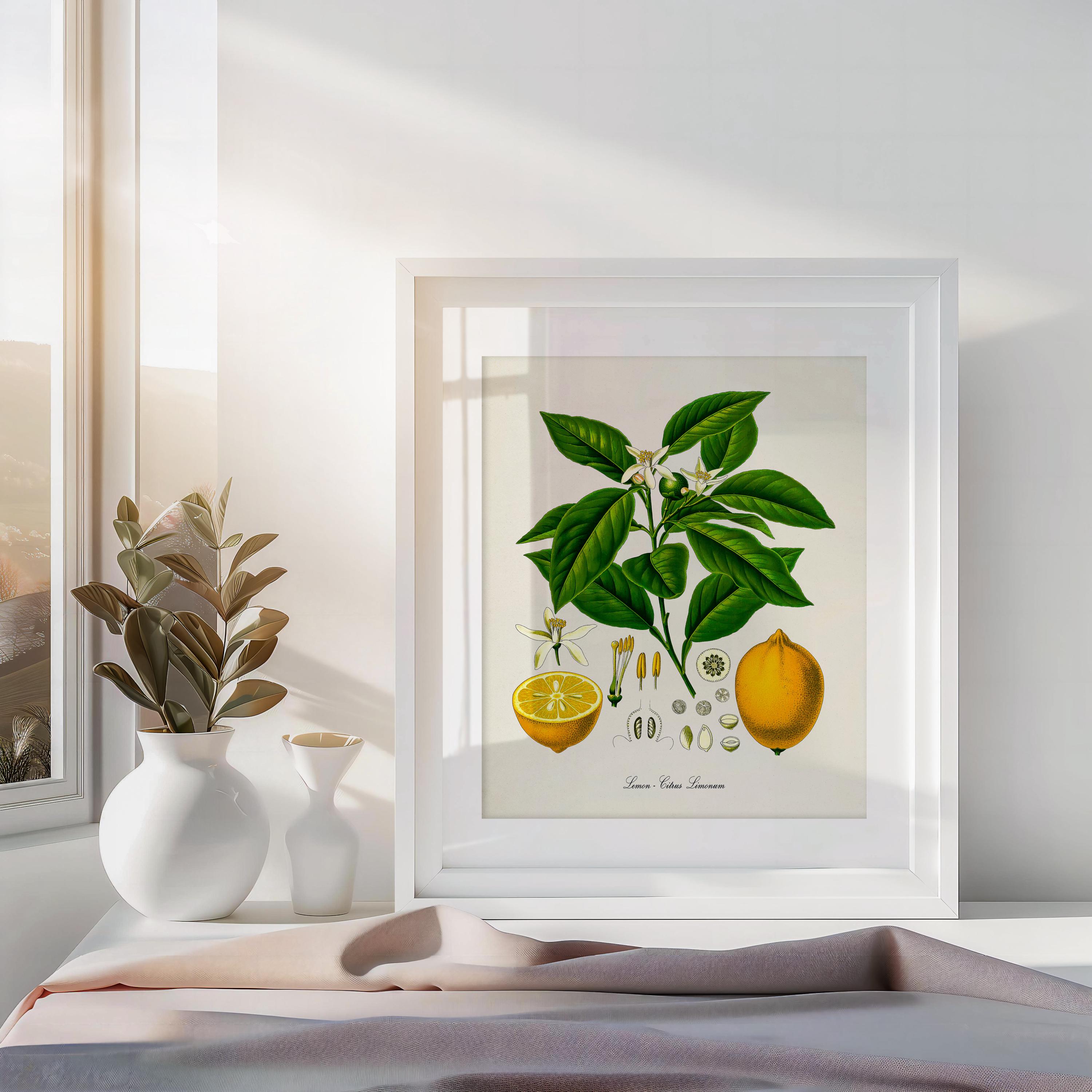 Lemon Botanical Print, Lemon Botanical Art Print, Lemon Wall Art, Lemon ...