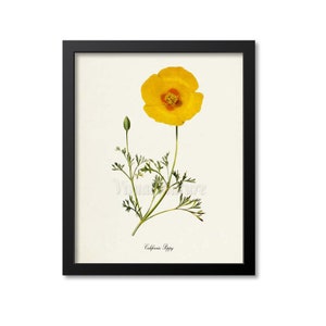 California Poppy Flower Art Print, Botanical Art Print, Flower Wall Art, Flower Print, Floral Print, Yellow Flower, Yellow Poppy Print