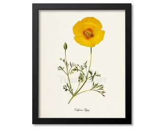 California Poppy Flower Art Print, Botanical Art Print, Flower Wall Art, Flower Print, Floral Print, Yellow Flower, Yellow Poppy Print