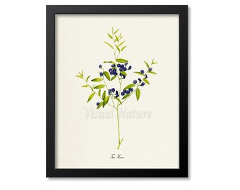 Tree Hovea Flower Art Print, Botanical Art Print, Flower Wall Art, Flower Print, Floral Print, Home Decor, blue flower art print