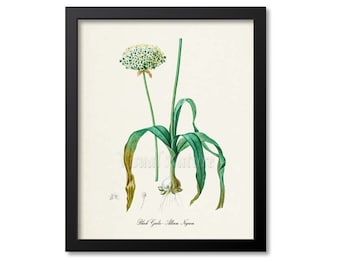 Black Garlic Botanical Print, Black Garlic Botanical Art Print, Black Garlic Wall Art, Herb Print, Allium Nigrum