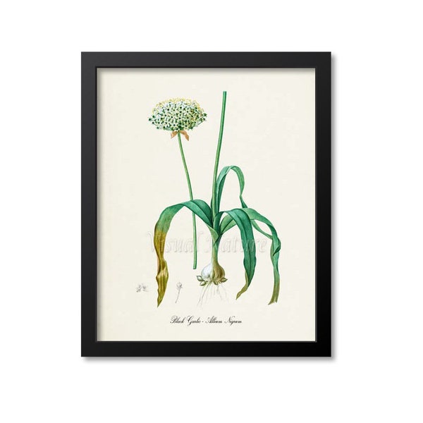 Black Garlic Botanical Print, Black Garlic Botanical Art Print, Black Garlic Wall Art, Herb Print, Allium Nigrum