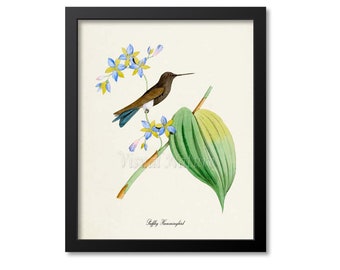 Hummingbird Print, Bird Wall Art Print, Bird Art, Bird Poster, Flower Art, Floral Garden, Puffleg Hummingbird Wall Art