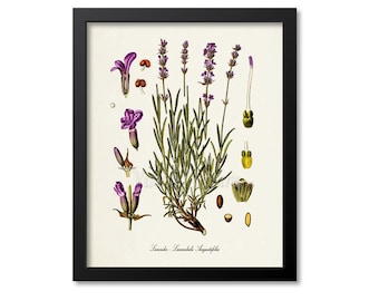 Lavender Botanical Print, Lavender Botanical Art Print, Lavender Wall Art,Lavender Decor,Medicinal Plant,Aromatherapy,Lavandula Angustifolia