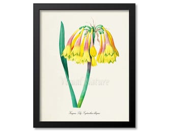 Knysna Lily Amaryllis Flower Art Print, Botanical Art Print, Flower Wall Art, Cyrtanthus obliquus