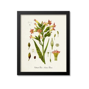 Tobacco Botanical Print, Tobacco Botanical Art Print, Smoker Gift, Tobacco Wall Art, Tobacco Decor, Cultivated Tobacco, Nicotiana Tabacum