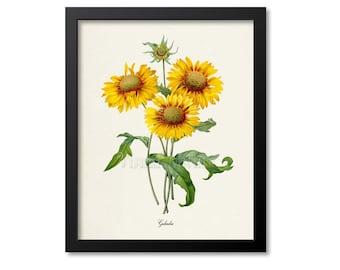 Galardia Flower Art Print, Gaillardia Botanical Art Print, Flower Wall Art, Flower Print, Floral Print, Redoute Art,yellow,green, Gaillardia