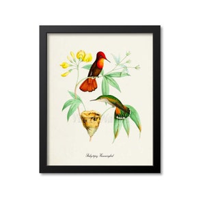 May include: Vintage illustration of two hummingbirds perched on a branch with yellow flowers. The hummingbird on the left is red and orange, while the hummingbird on the right is green and orange. The text "Ruby-topaz Hummingbird" is printed below the image.
