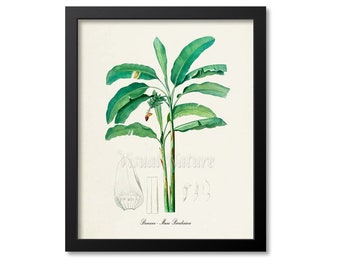 Bananas Botanical Print, Banana Art Print, Tropical Palm Fruit Art, Kitchen Art, Musa Paradisiaca