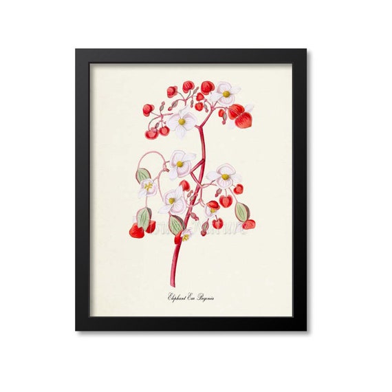 Elefante oreja Begonia flor arte impresión impresión de arte - Etsy México