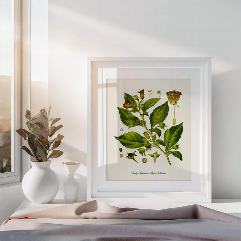Puede incluir: Una ilustraci&oacute;n bot&aacute;nica enmarcada de una planta verde con flores amarillas y bayas marrones. La planta se llama "Belladona, Atropa Belladonna".
