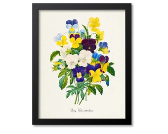 Pansy Flower Art Print, Pansy Botanical Art Print, Flower Wall Art, Viola x wittrockiana