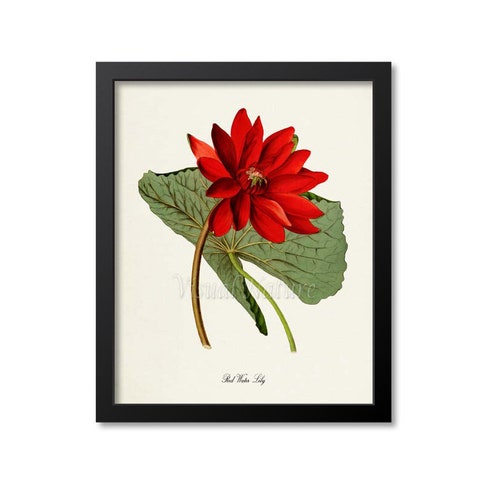 Red Rose Flower Art Print Botanical Art Print Flower Wall Etsy